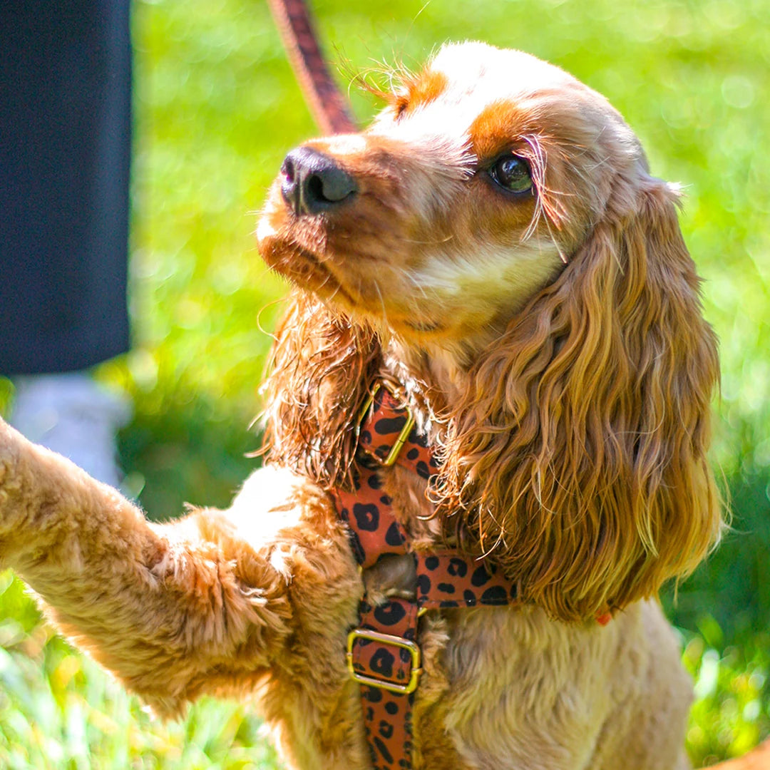 Collier chien - Léopard Châtaigne - Bande de canailles