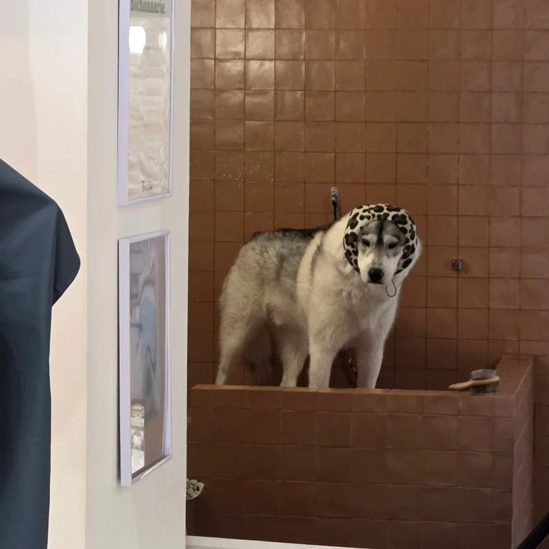 Dogwash