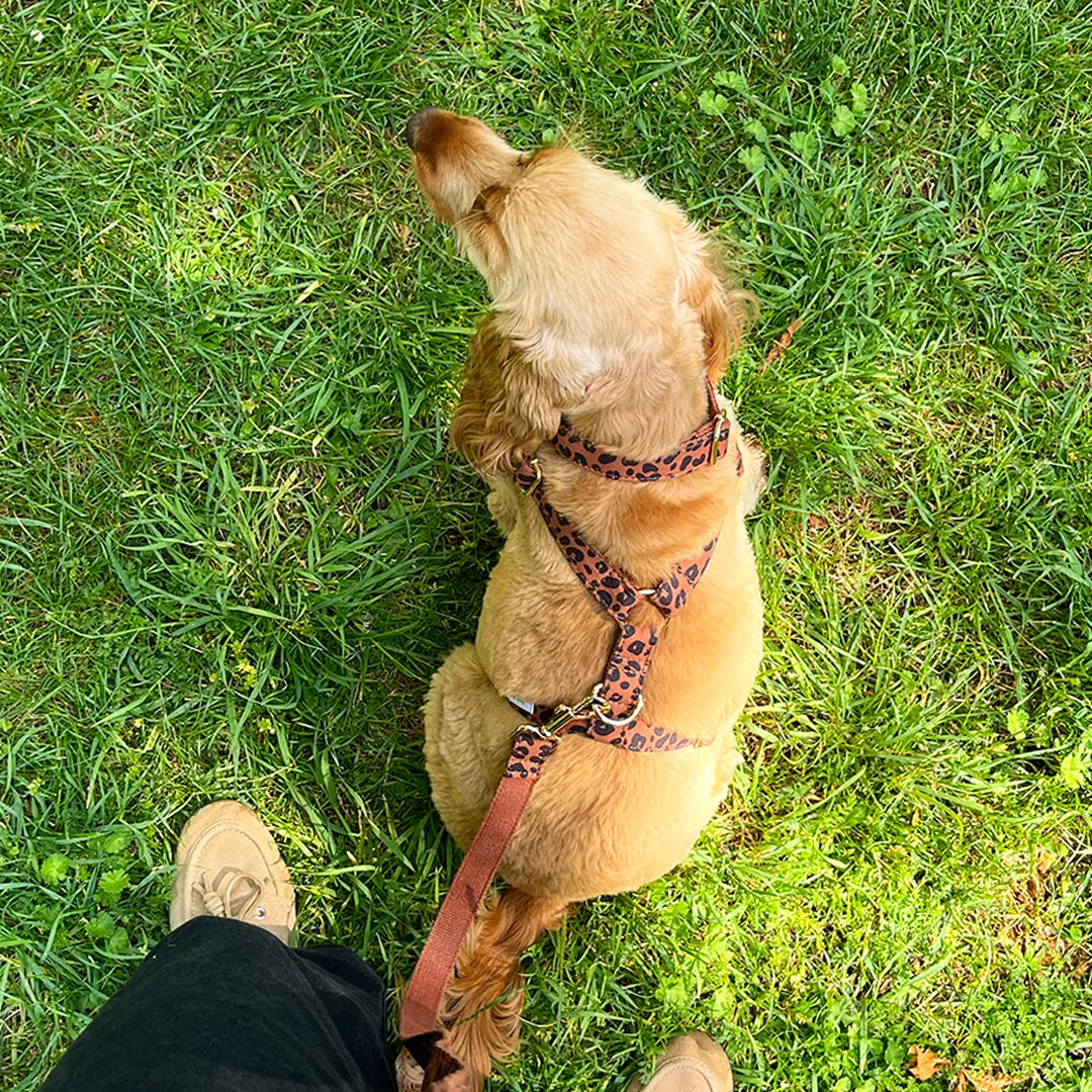 Collier chien - Léopard Châtaigne - Bande de canailles