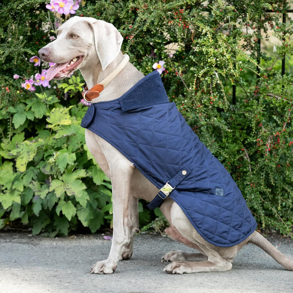 Veste matelassée pour chien - bleu marine - Hugo & Hudson