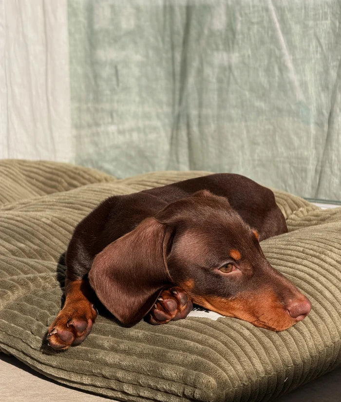 Coussin pour chien – Velours côtelé vert - Cafide