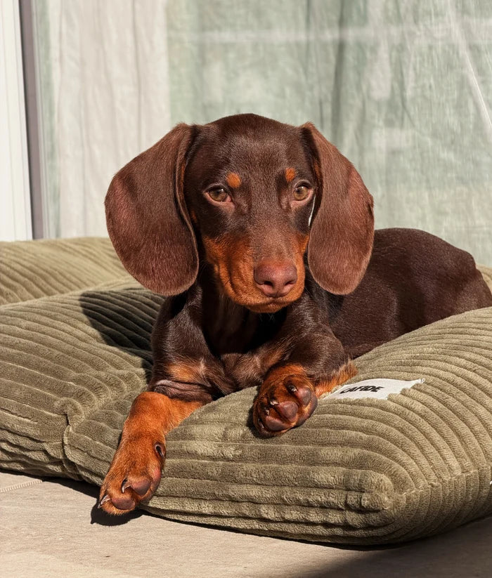 Coussin pour chien – Velours côtelé vert - Cafide
