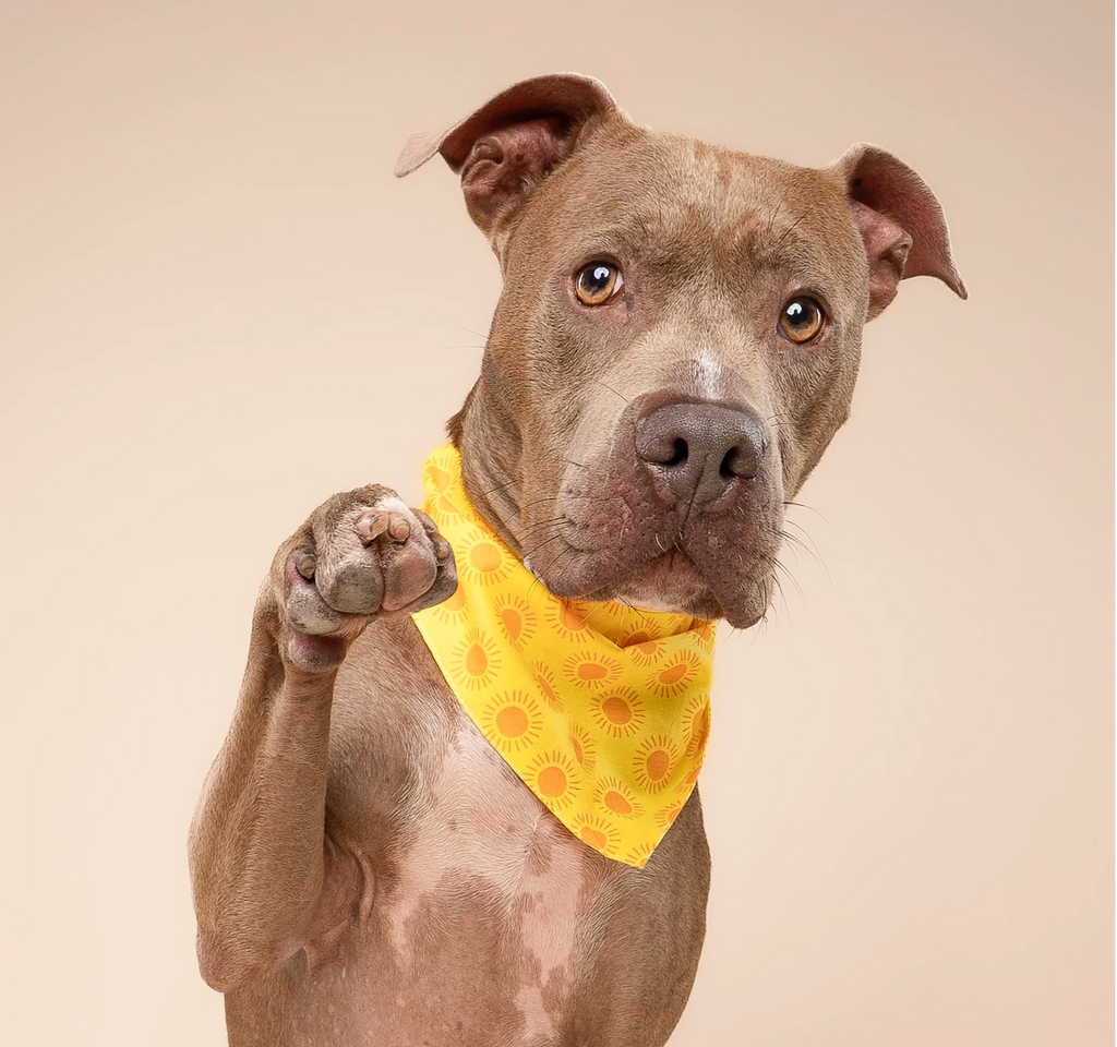 Bandana pour chien - Damier - The Paws