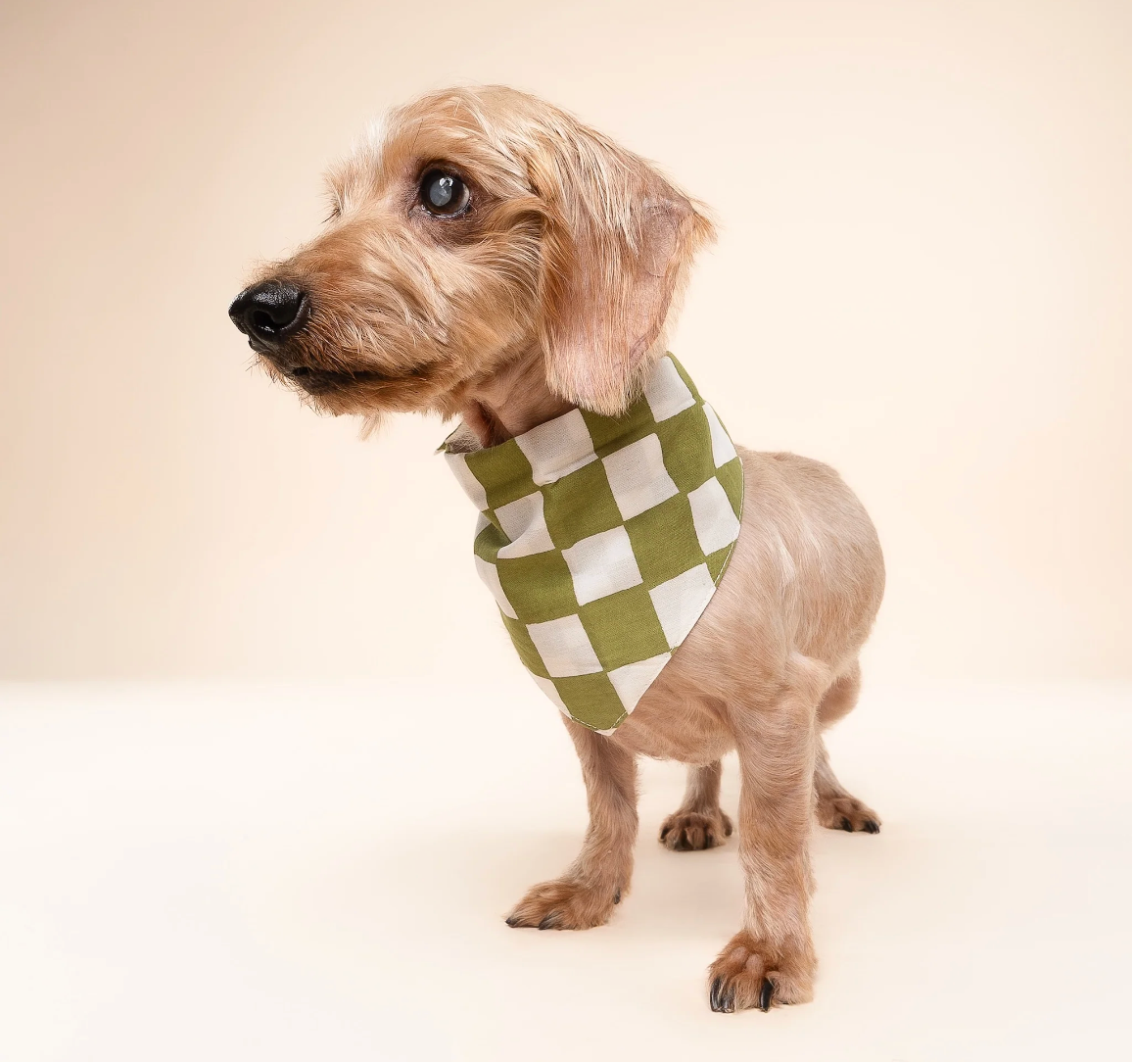Bandana pour chien - Damier - The Paws