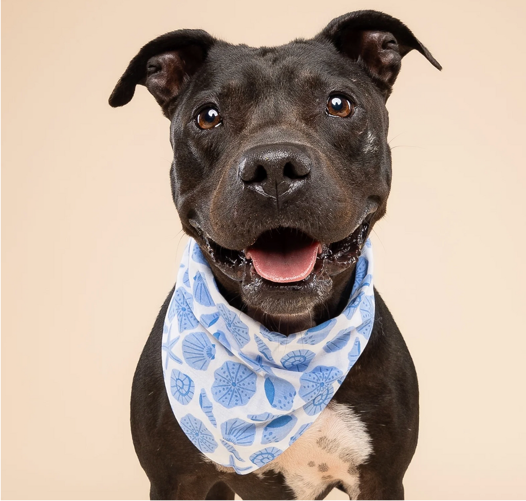 Bandana pour chien - Coquillage bleu - The Paws