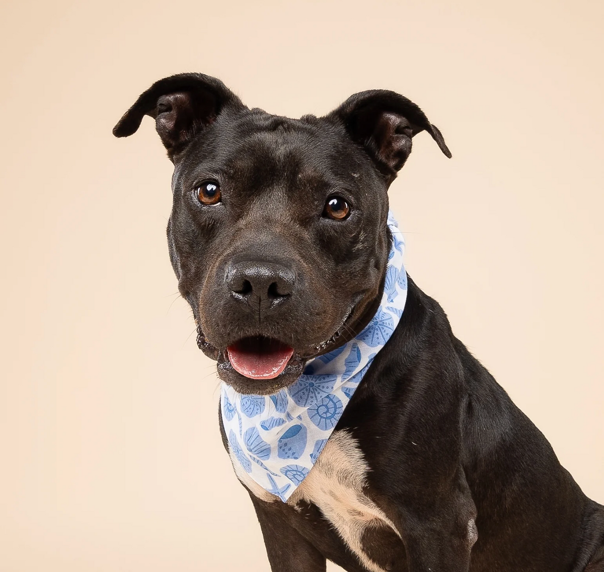 Bandana pour chien - Coquillage bleu - The Paws