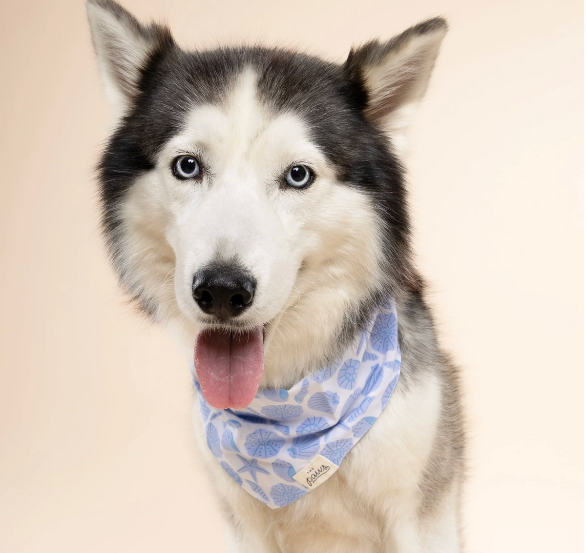 Bandana pour chien - Coquillage bleu - The Paws