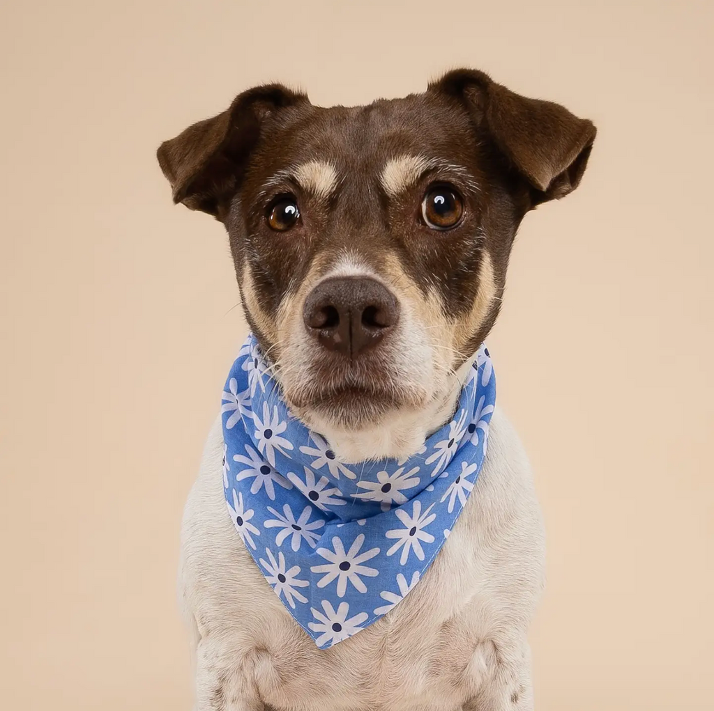 Bandana pour chien - Fleur bleu - The Paws