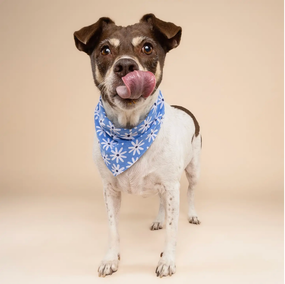 Bandana pour chien - Fleur bleu - The Paws