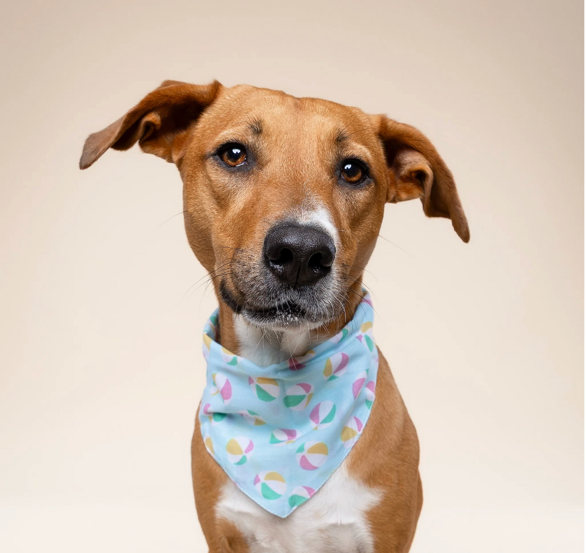 Bandana pour chien - Ballon- The Paws