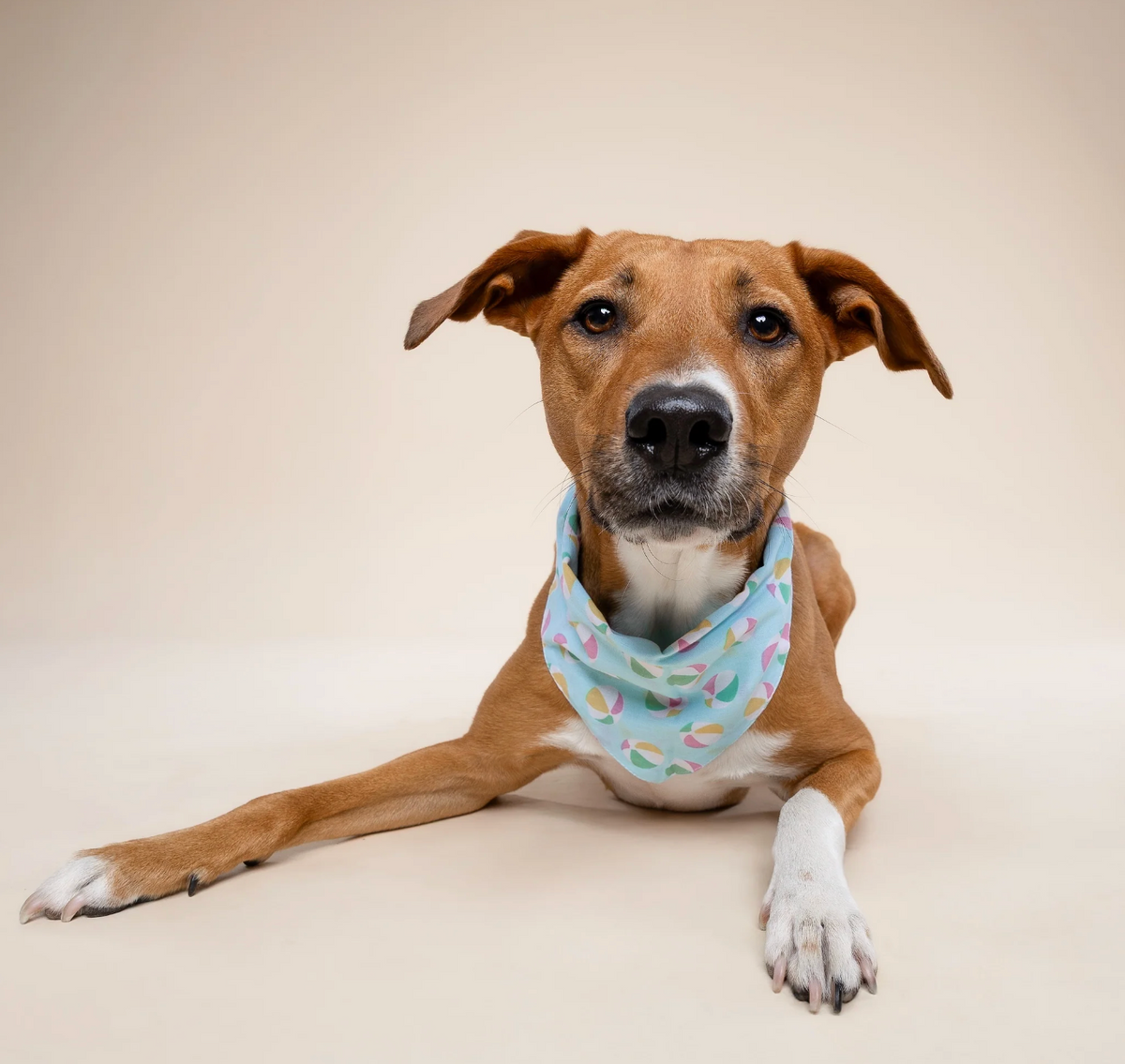 Bandana pour chien - Ballon- The Paws