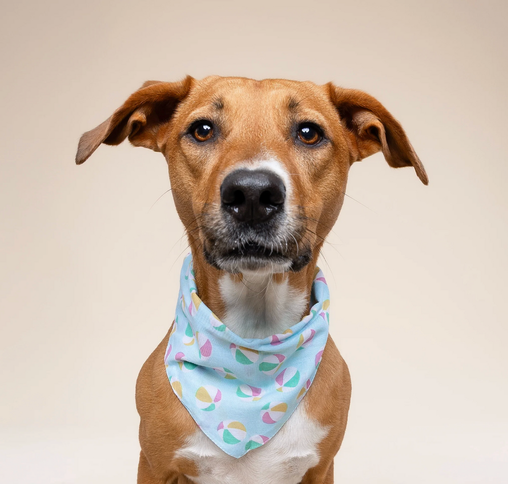 Bandana pour chien - Ballon- The Paws
