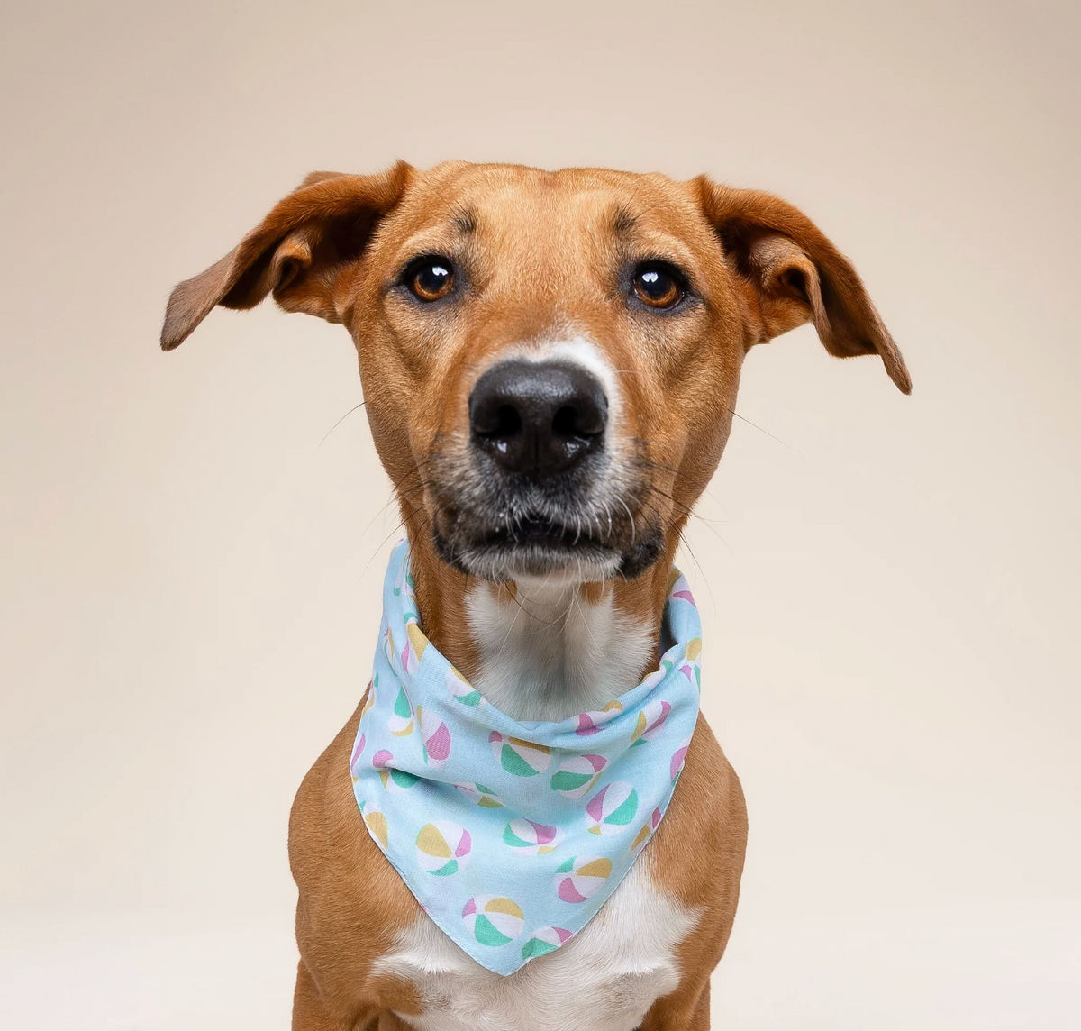 Bandana pour chien - Ballon- The Paws