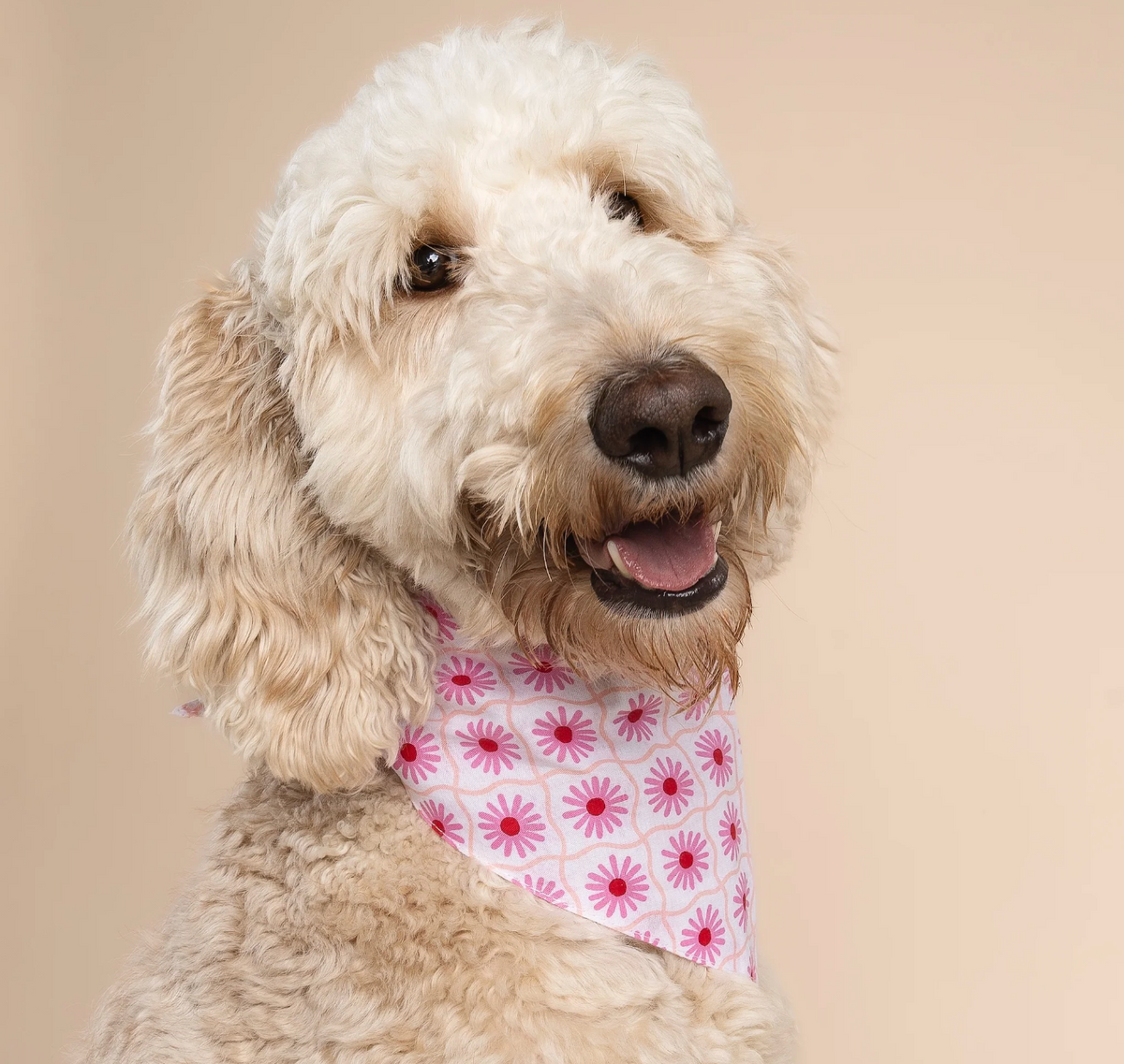 Bandana pour chien - Fleur rose - The Paws