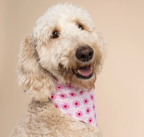 Bandana pour chien - Fleur rose - The Paws