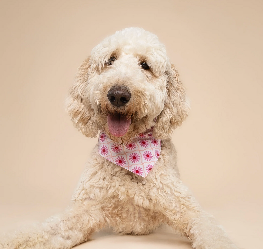 Bandana pour chien - Fleur rose - The Paws