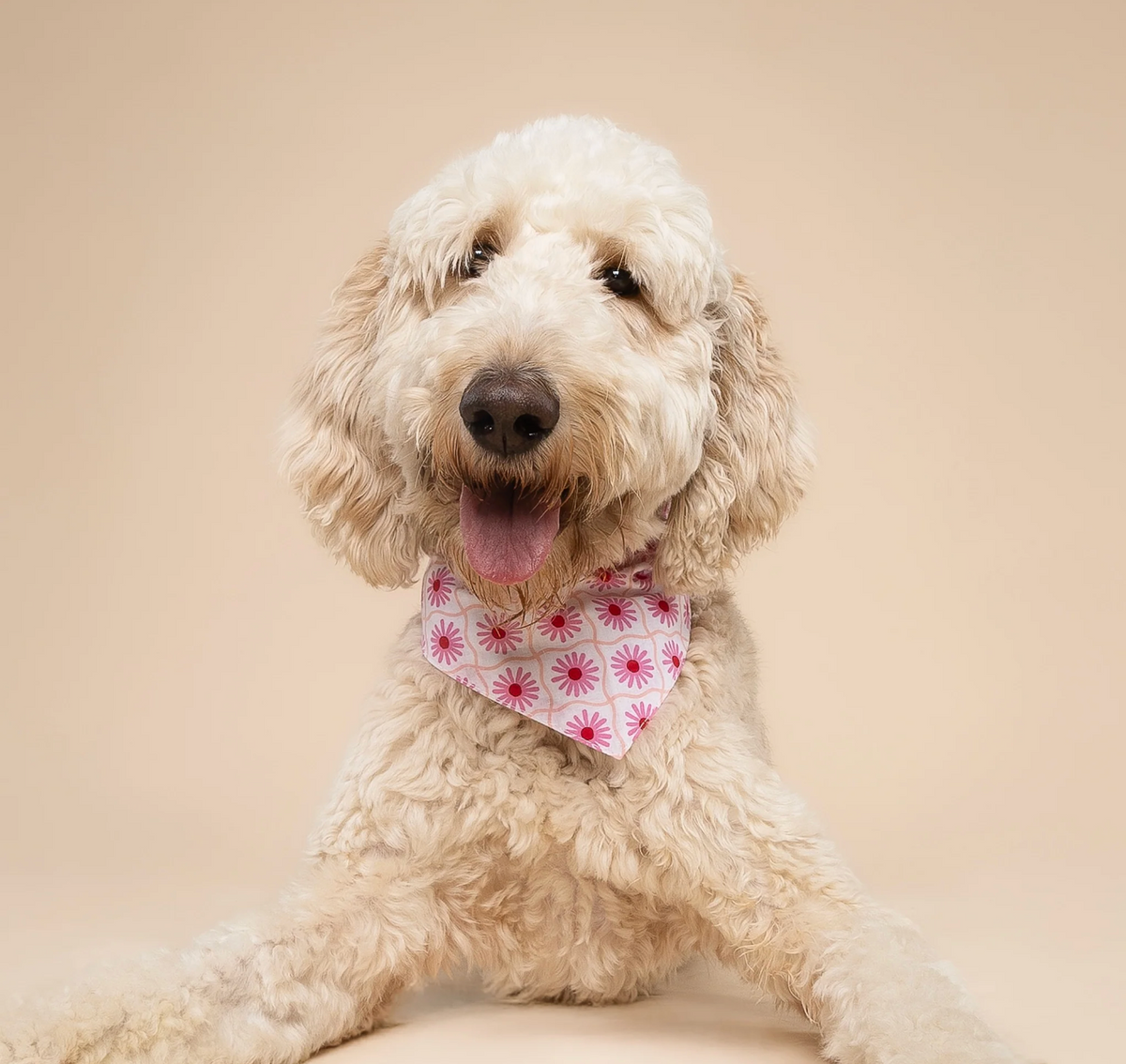 Bandana pour chien - Fleur rose - The Paws