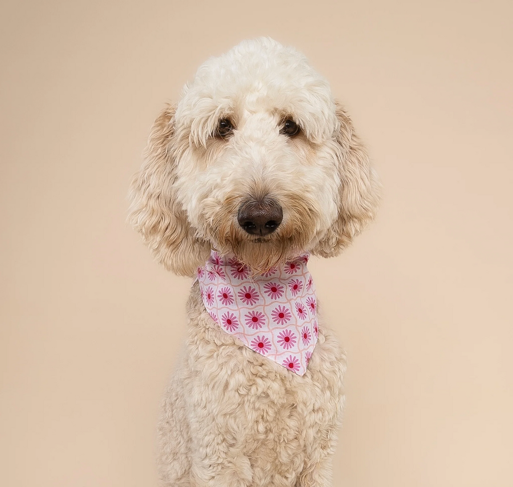 Bandana pour chien - Fleur rose - The Paws