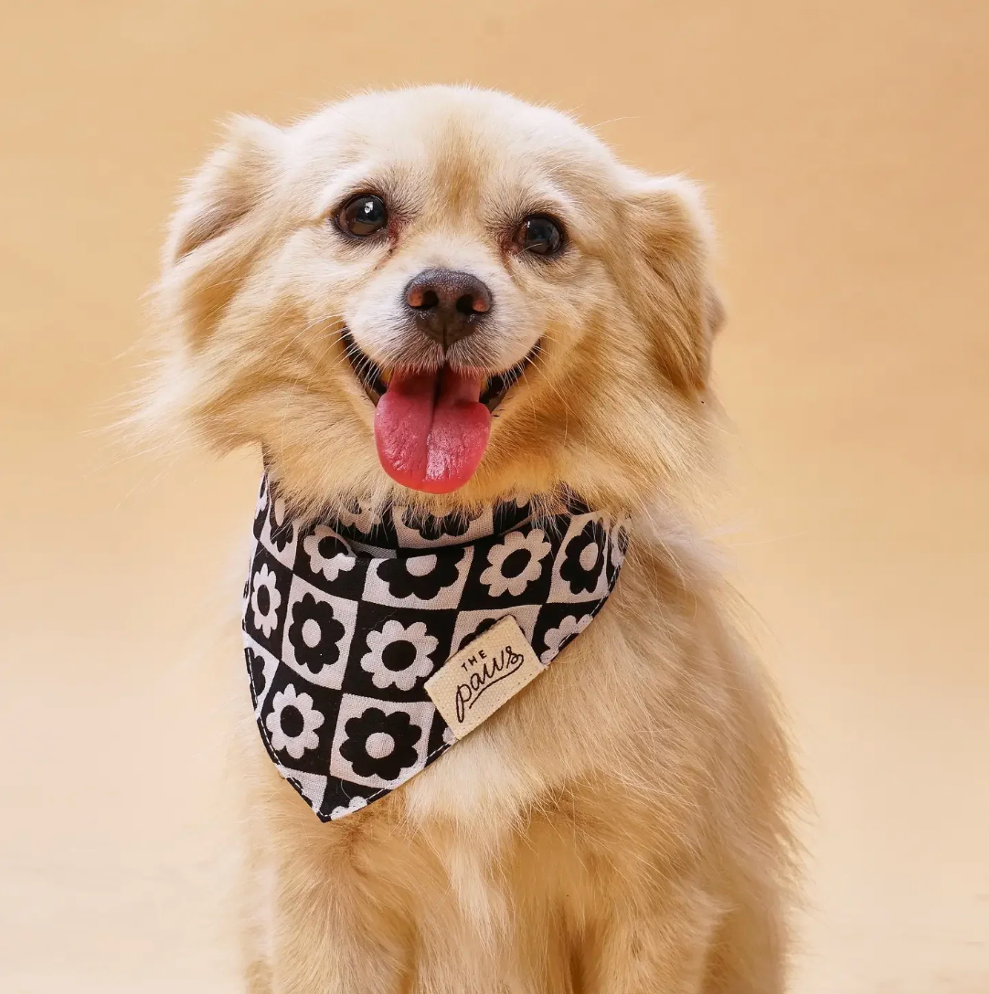 Bandana pour chien - Fleur noir - The Paws