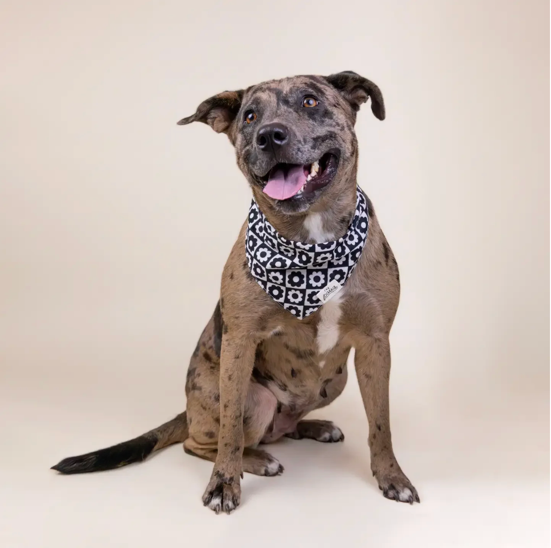 Bandana pour chien - Fleur noir - The Paws