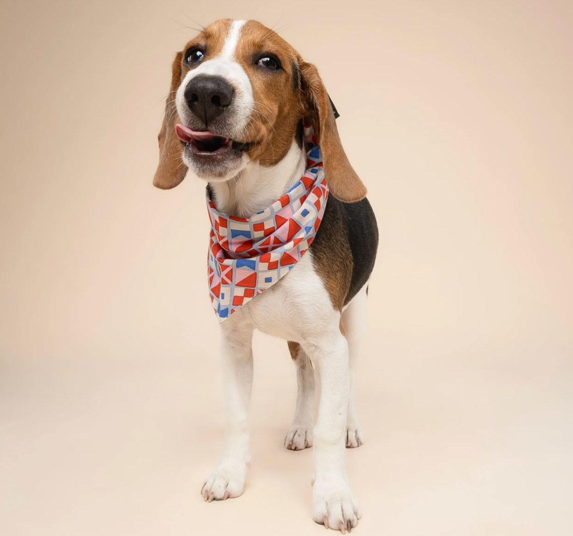 Bandana pour chien - Géométrique maritime - The Paws