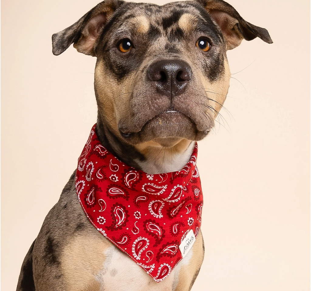 Bandana pour chien - Paisley rouge  - The Paws