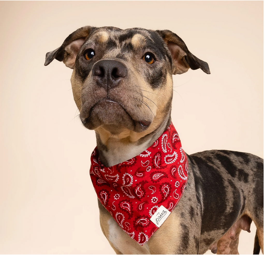 Bandana pour chien - Paisley rouge  - The Paws