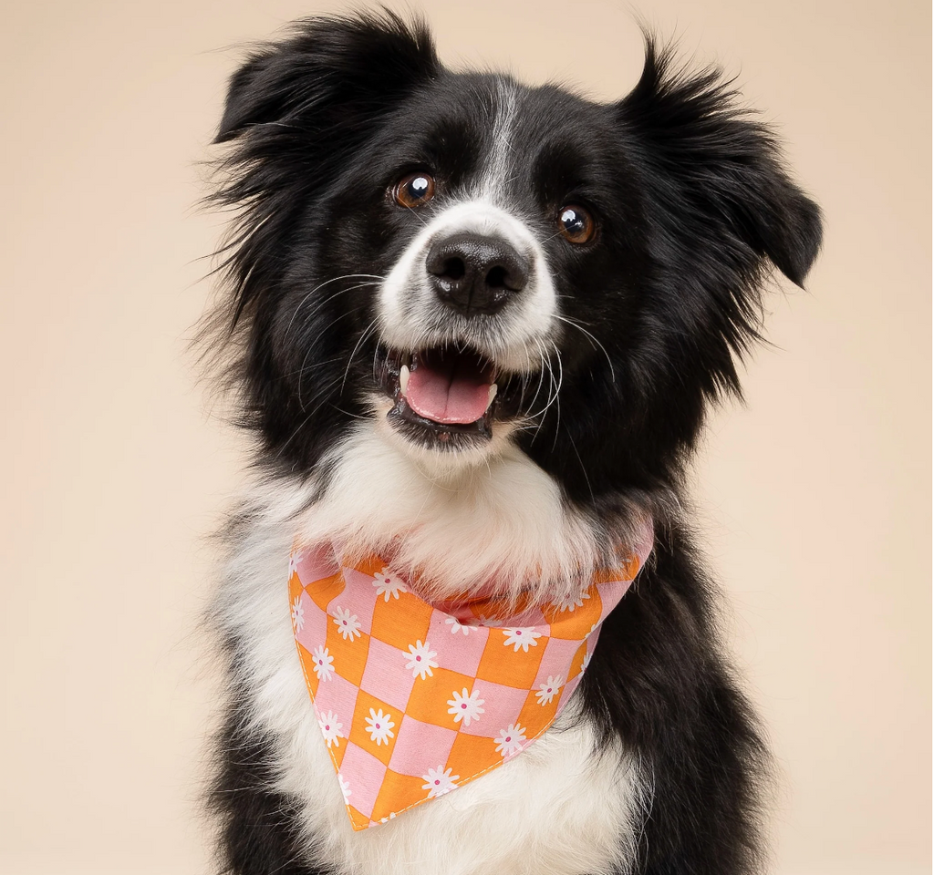 Bandana pour chien - Fleur orange & rose - The Paws
