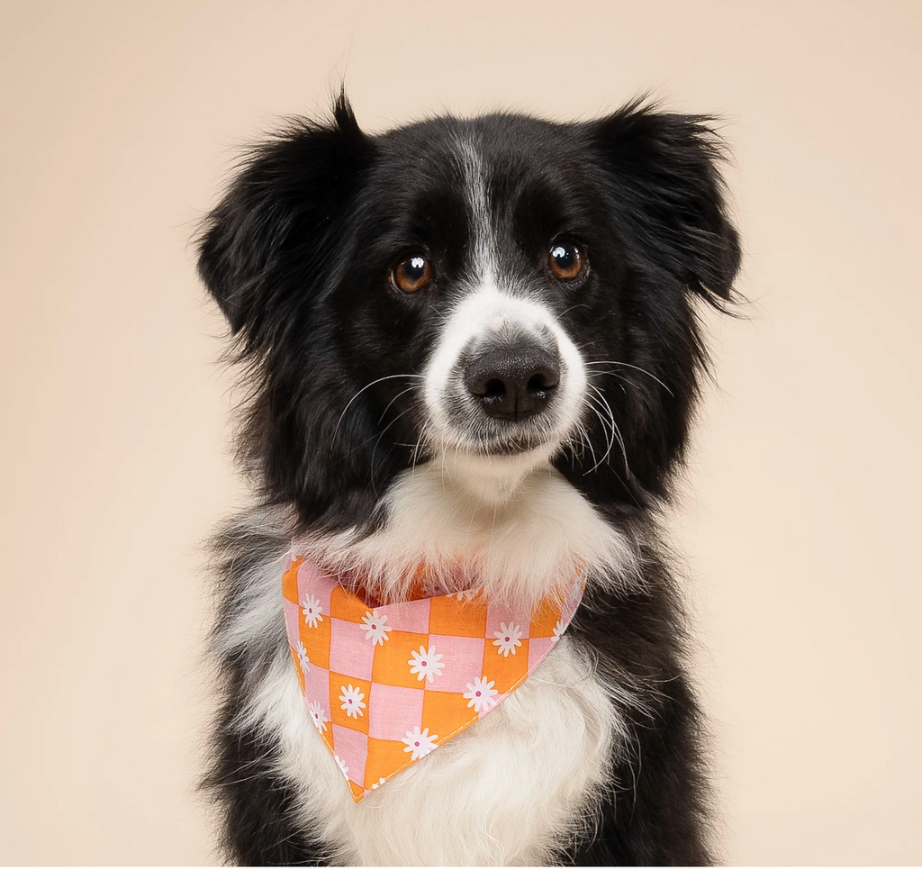 Bandana pour chien - Fleur orange & rose - The Paws