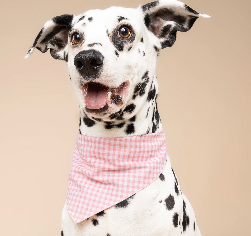 Bandana pour chien - Vichy rose  - The Paws