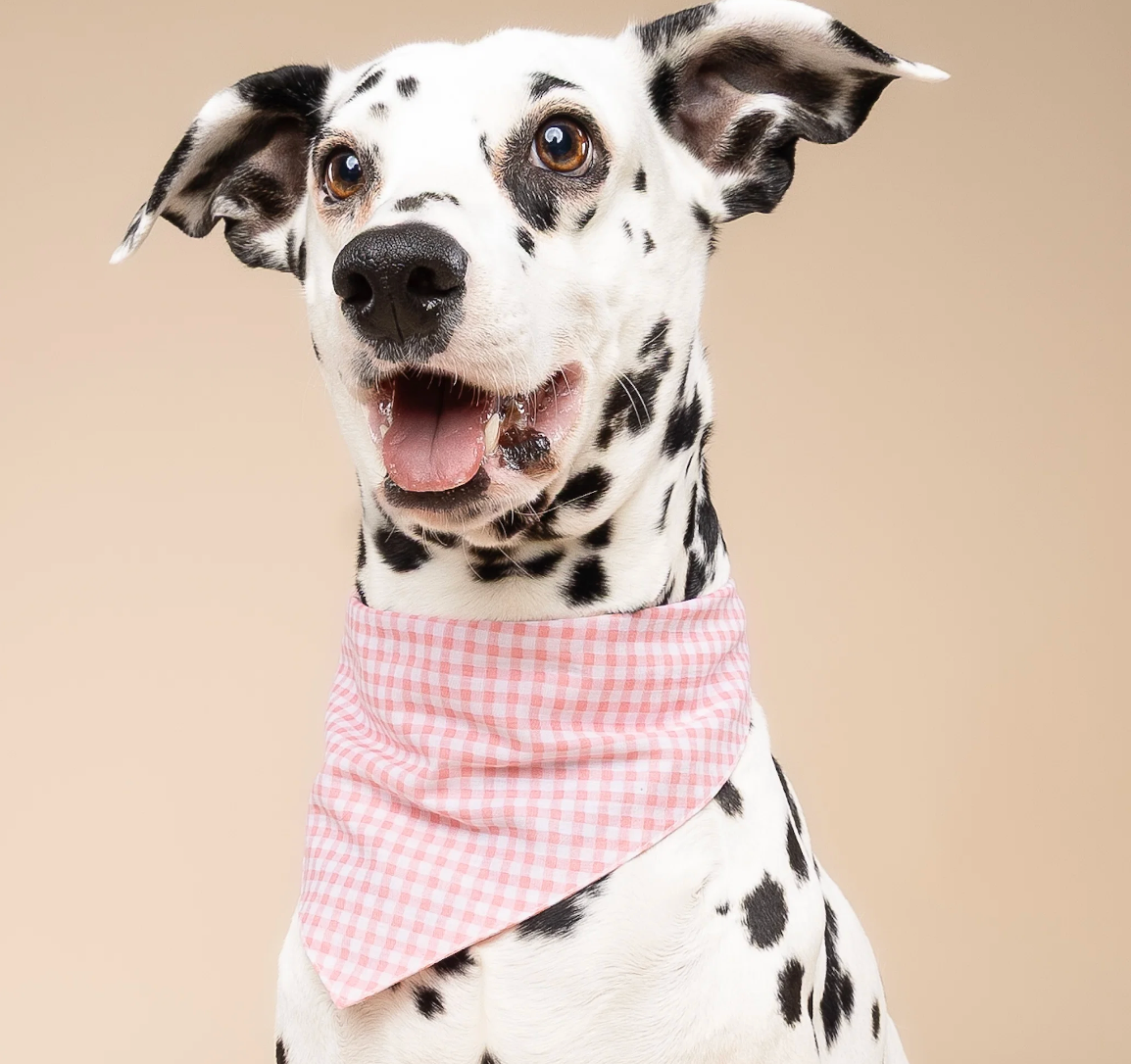 Bandana pour chien - Vichy rose  - The Paws