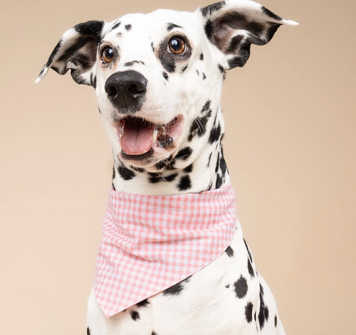 Bandana pour chien - Vichy rose  - The Paws