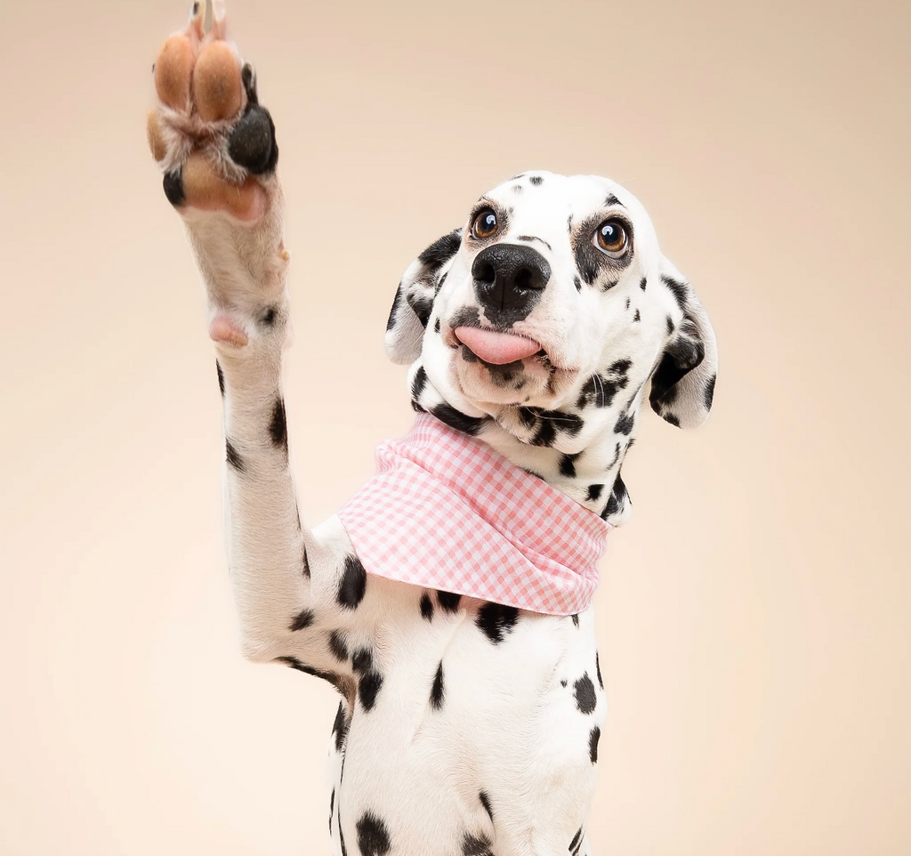 Bandana pour chien - Vichy rose  - The Paws