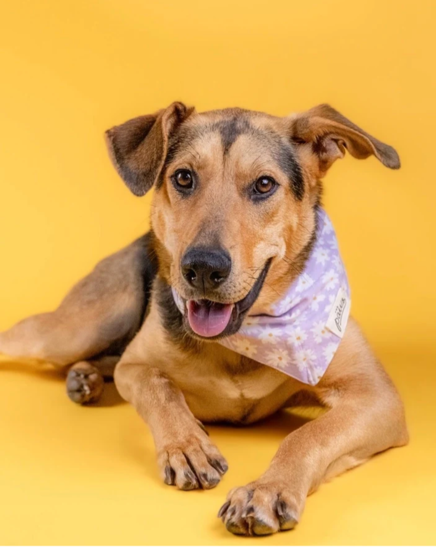 Bandana pour chien - Fleur violet - The Paws