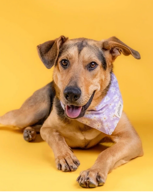 Bandana pour chien - Fleur violet - The Paws