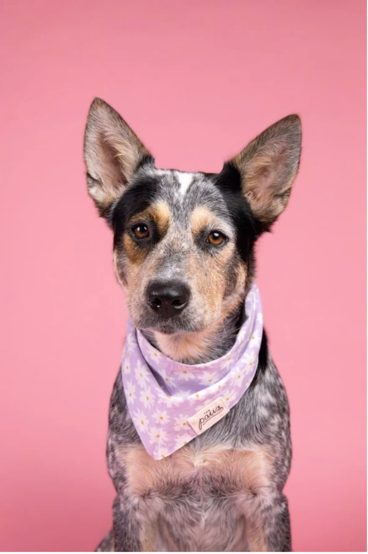 Bandana pour chien - Fleur violet - The Paws