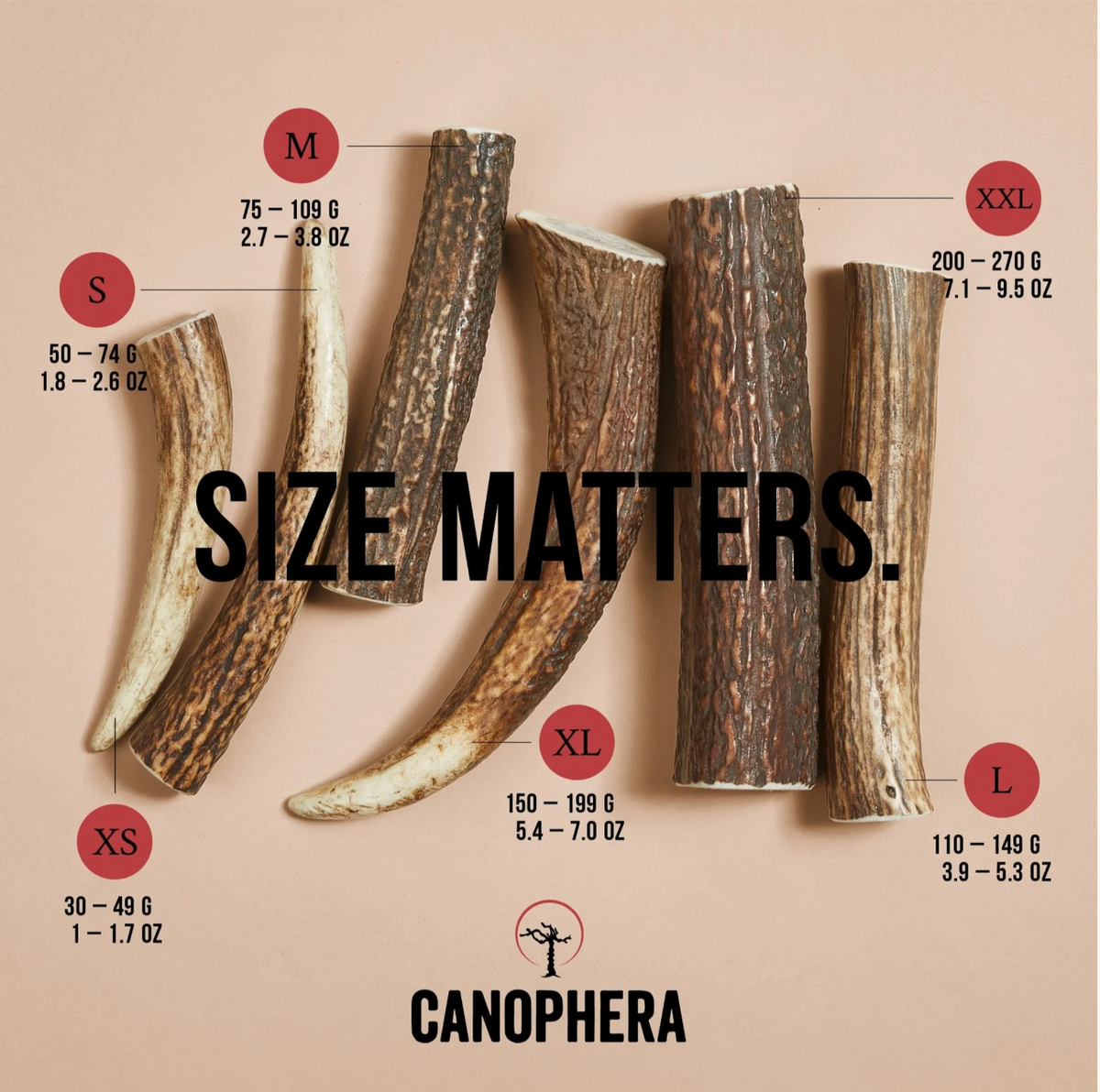 Bois de cerf entier - Canophera