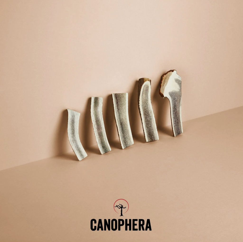 Bois de cerf fendu - Canophera