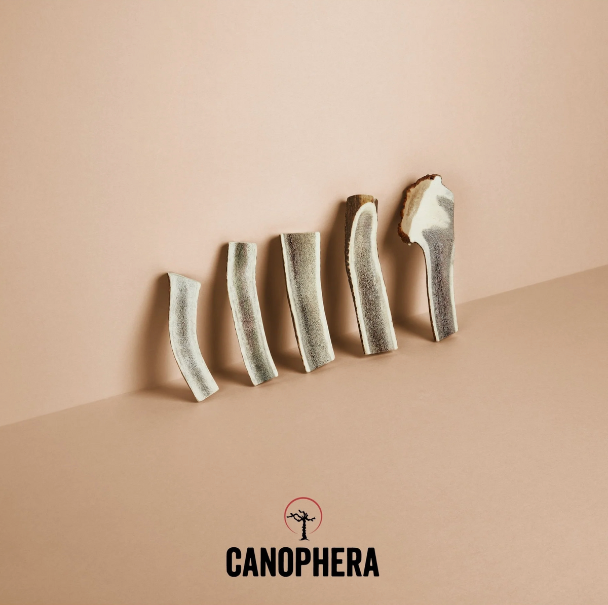 Bois de cerf fendu - Canophera