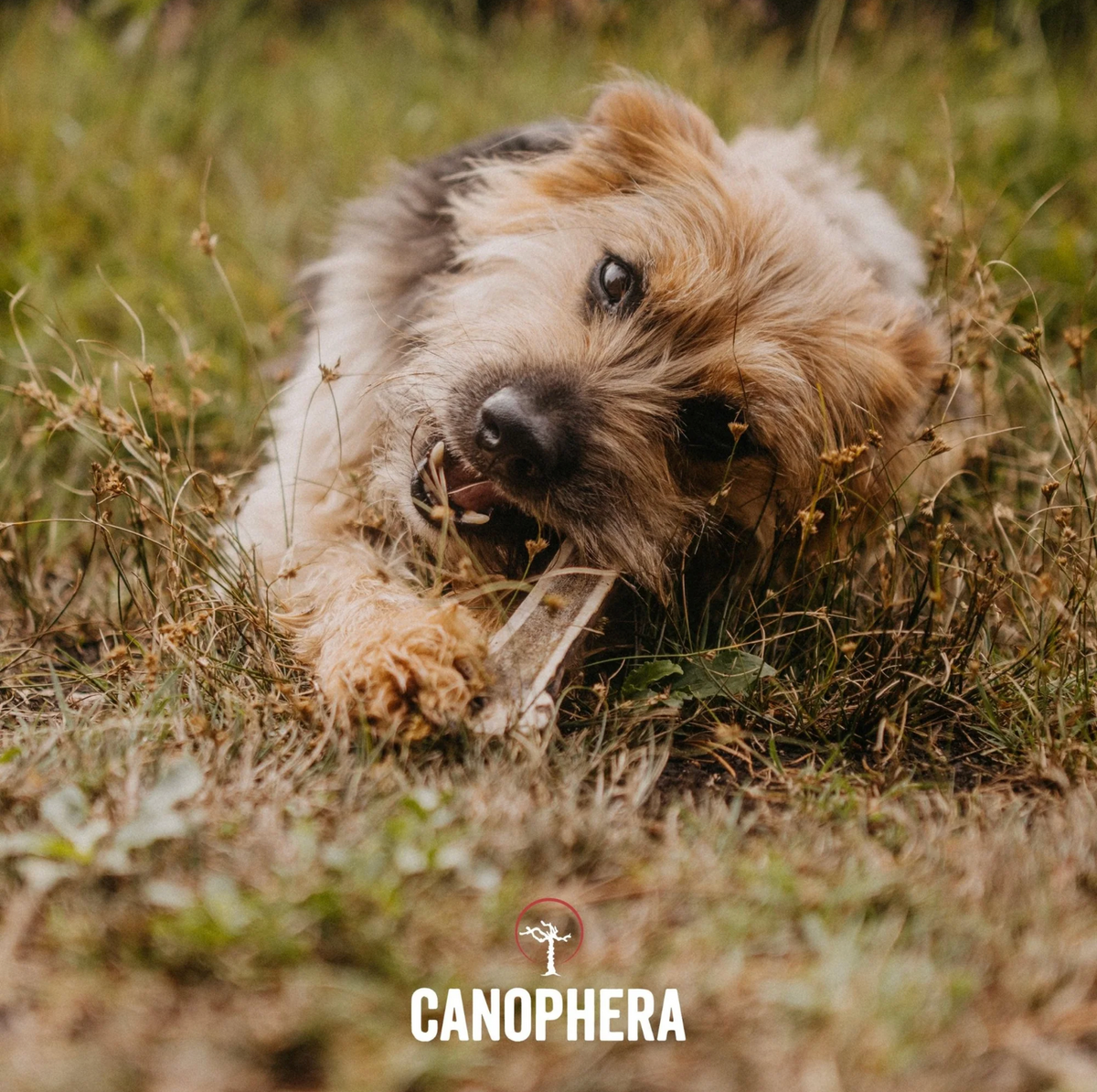 Bois de cerf fendu - Canophera