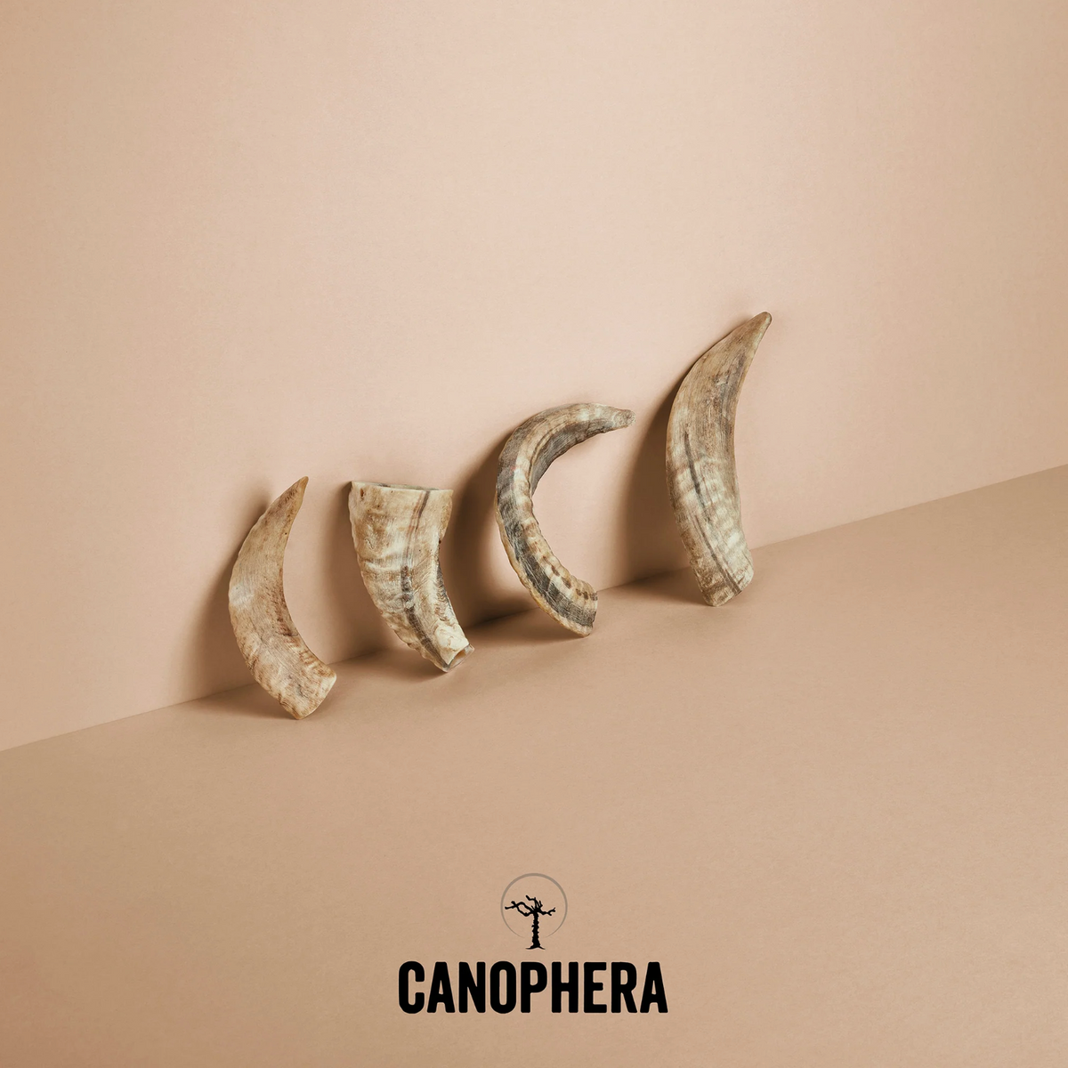 Corne de mouton - Canophera