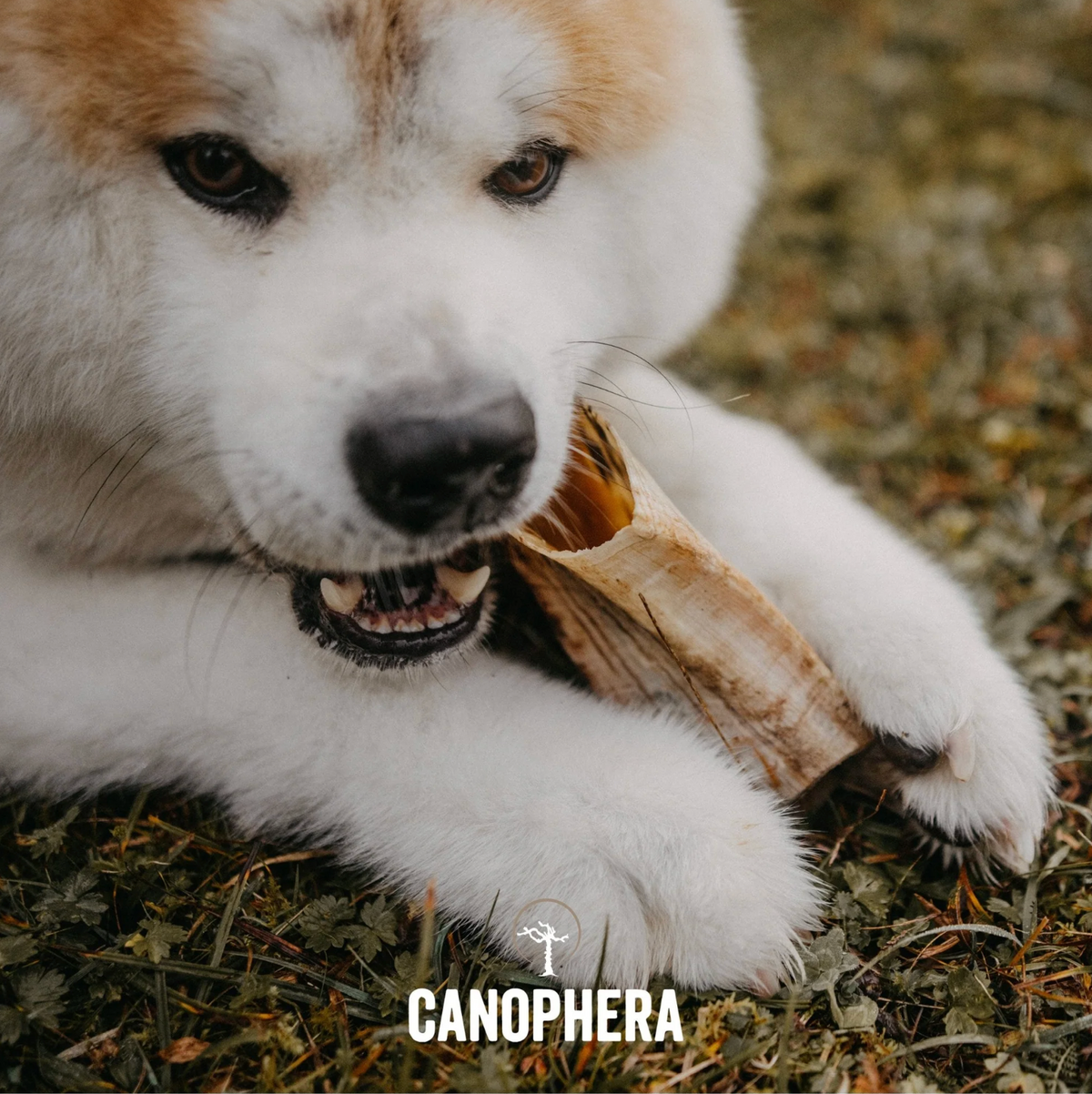 Corne de mouton - Canophera