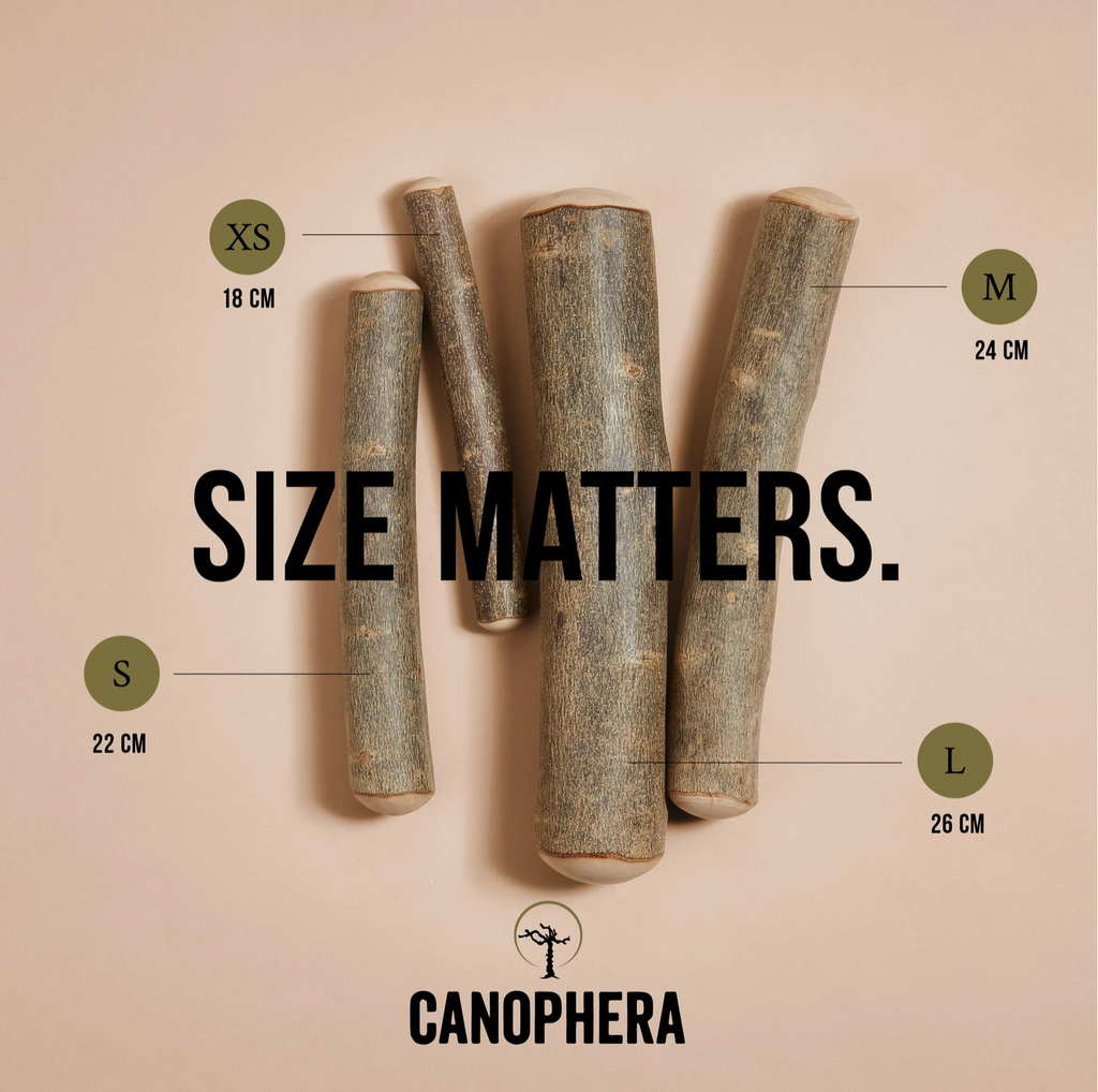 Bois d'olivier - Canophera