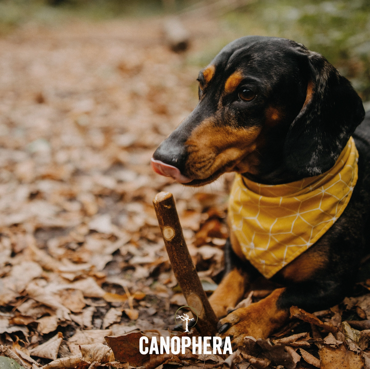 Bois d'olivier - Canophera