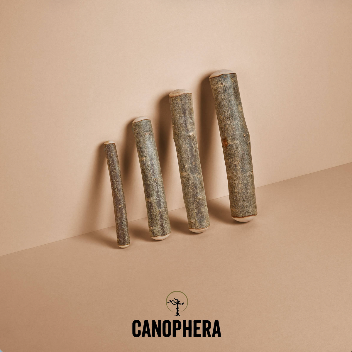 Bois d'olivier - Canophera