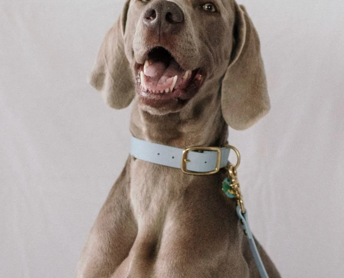 Collier chien - Bleu - Oscar & co