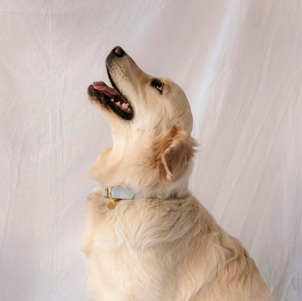 Collier chien - Bleu - Oscar & co
