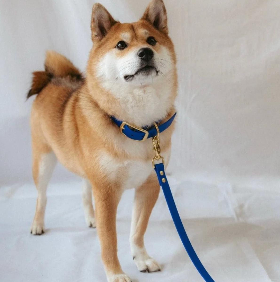 Collier chien - Bleu rois - Oscar & co