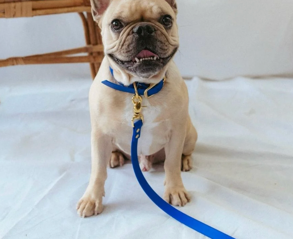 Collier chien - Bleu rois - Oscar & co