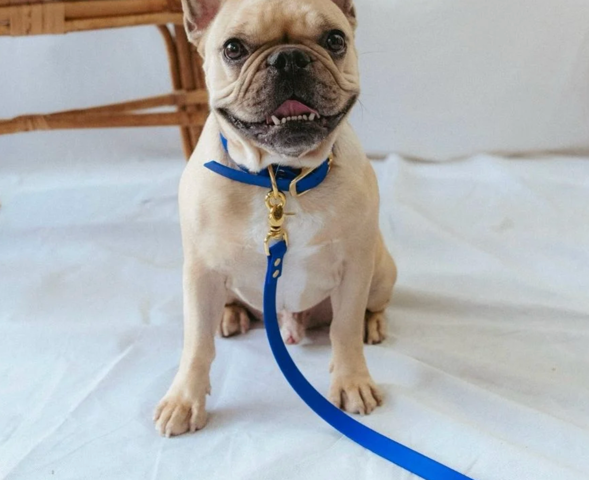 Collier chien - Bleu rois - Oscar & co